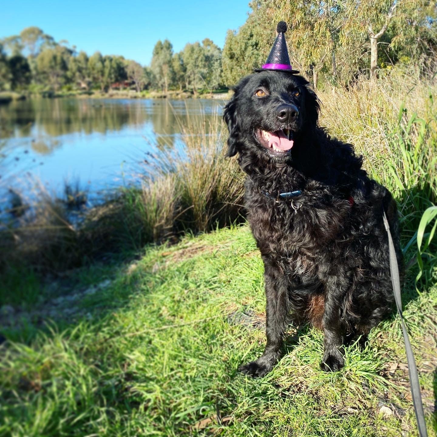 e. Witches Hat