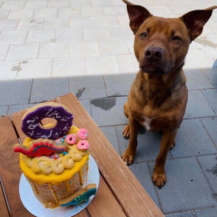 b. Dinosaur Pupcake
