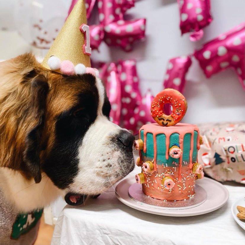 b. Mini Donut Pupcake